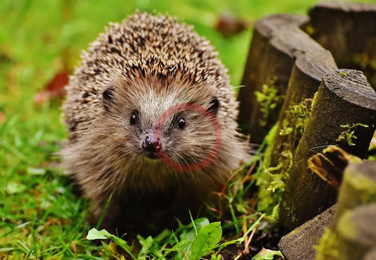 Igel-herzige-Stacheltierchen-gefährdete-Spezies DER TOMATENFLÜSTERER