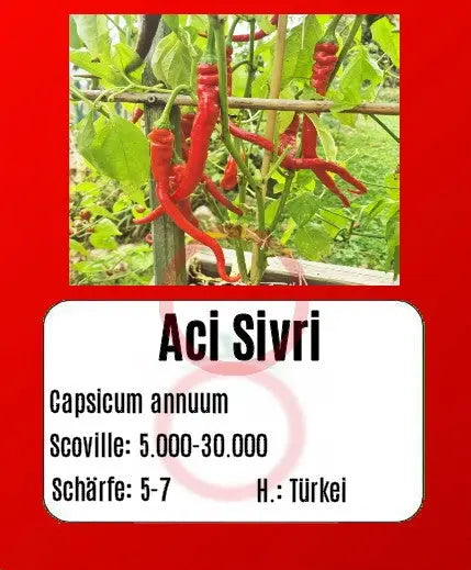 Aci Sivri DER TOMATENFLÜSTERER