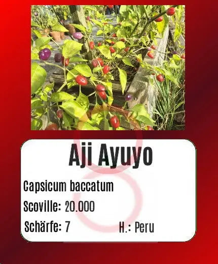 Aji Ayuyo DER TOMATENFLÜSTERER