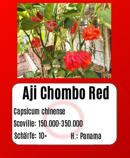 Aji Chombo Red DER TOMATENFLÜSTERER