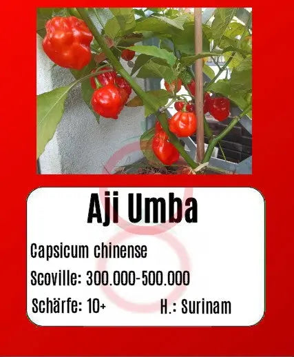 Aji Umba DER TOMATENFLÜSTERER