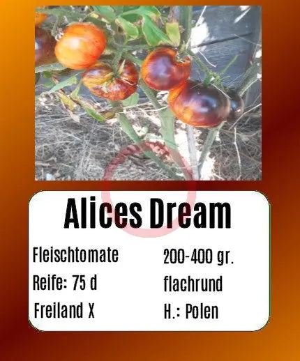 Alices Dreams DER TOMATENFLÜSTERER