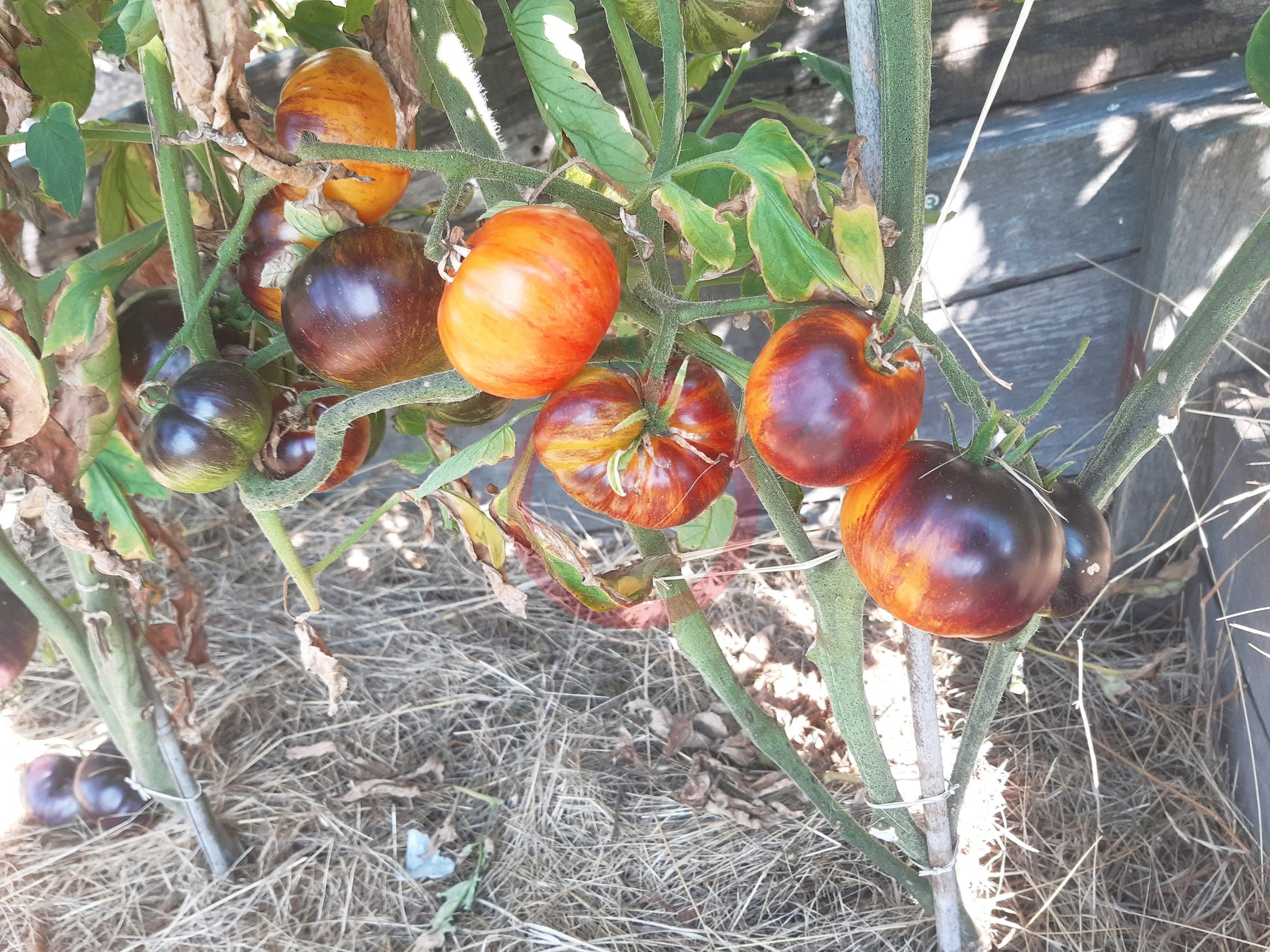 Alices Dreams DER TOMATENFLÜSTERER