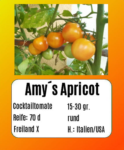 Amy´s Apricot DER TOMATENFLÜSTERER