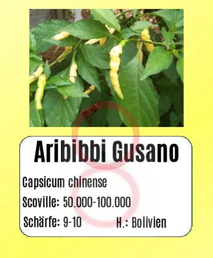 Aribibi Gusano DER TOMATENFLÜSTERER