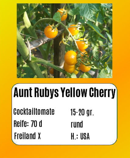 Aunt Ruby´s Yellow Cherry DER TOMATENFLÜSTERER