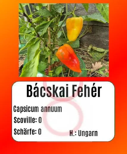 Bácskai Fehér DER TOMATENFLÜSTERER