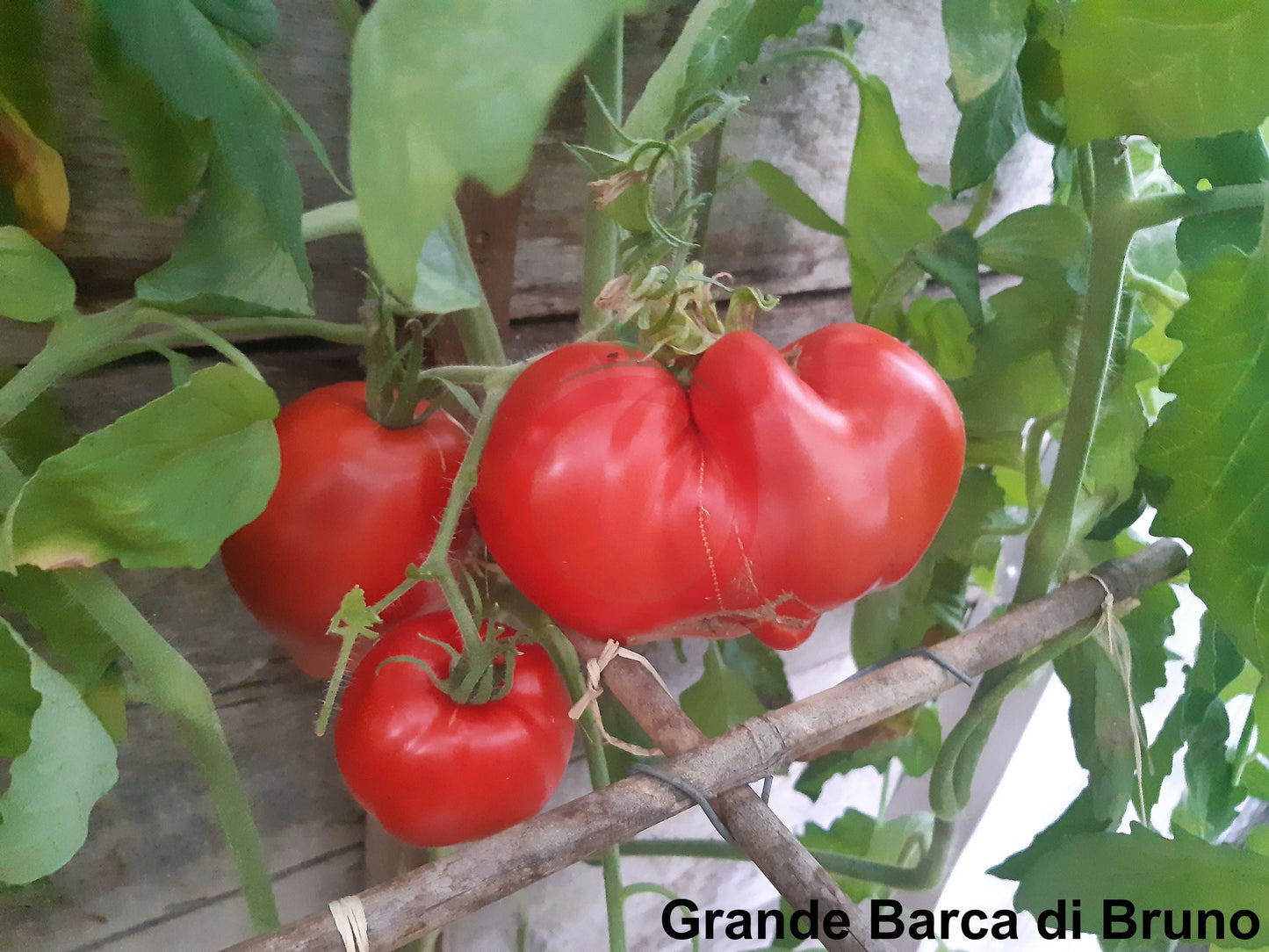 Barca Grande di Bruno DER TOMATENFLÜSTERER