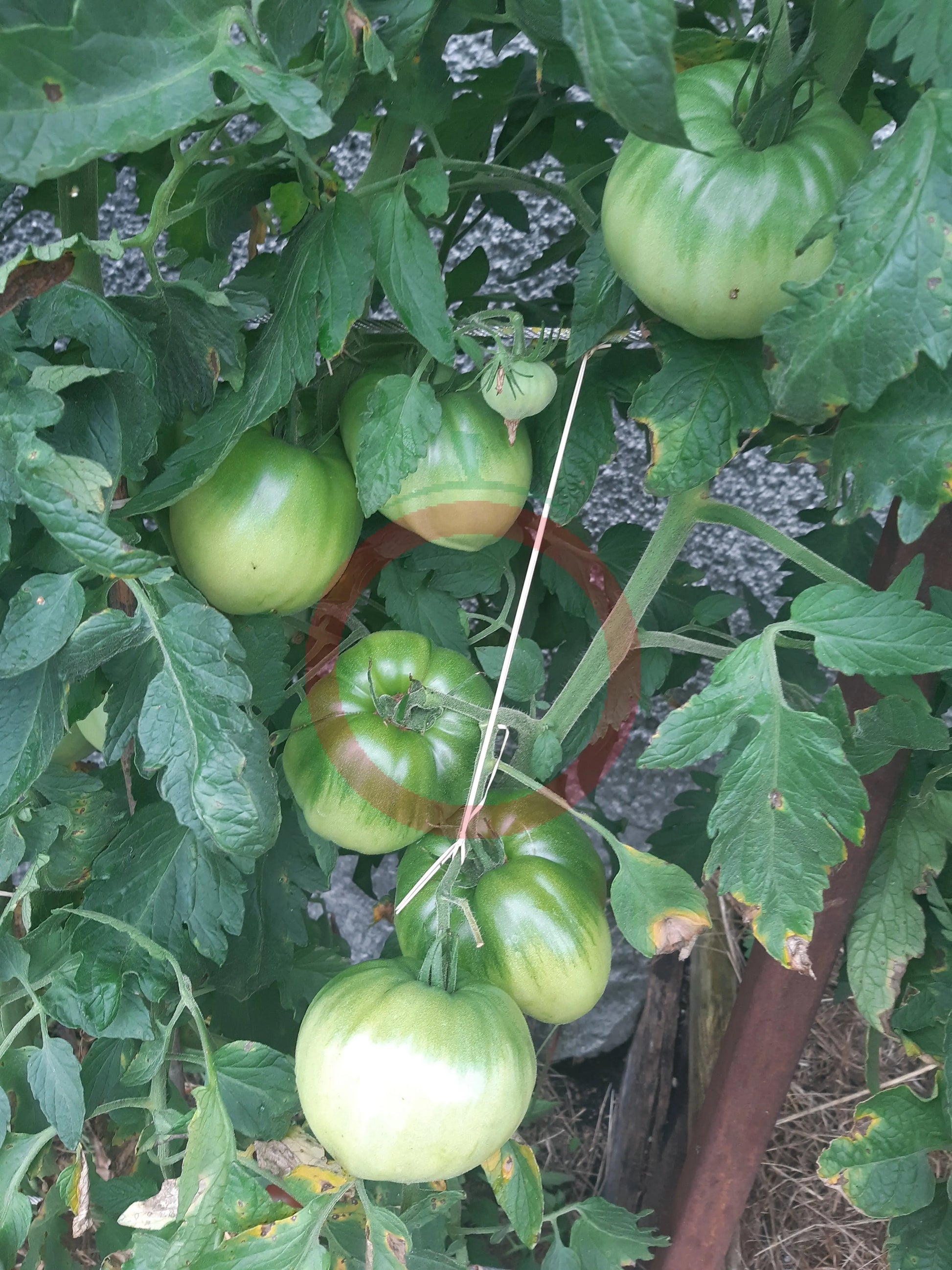 Barski Rosi DER TOMATENFLÜSTERER