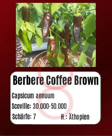 Berbere Coffee Brown DER TOMATENFLÜSTERER