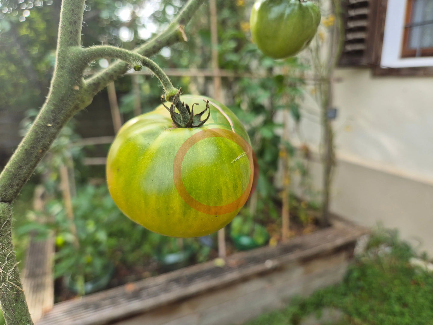 Beryl Beauty DER TOMATENFLÜSTERER