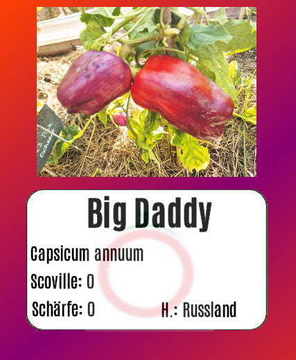 Big Daddy DER TOMATENFLÜSTERER