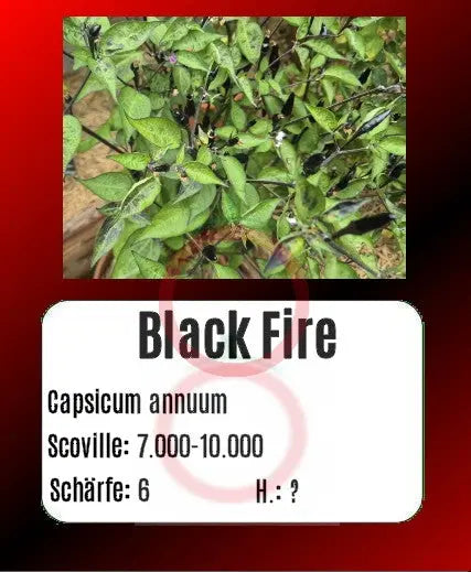 Black Fire DER TOMATENFLÜSTERER