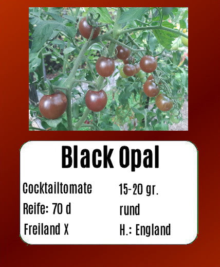 Black Opal DER TOMATENFLÜSTERER