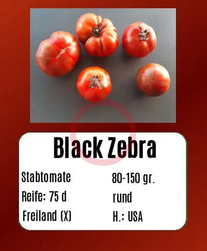 Black Zebra DER TOMATENFLÜSTERER