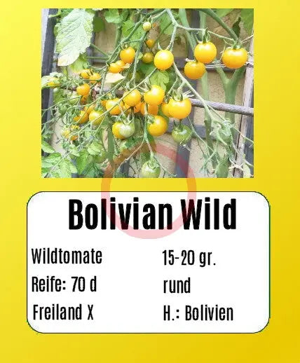 Bolivian Wild DER TOMATENFLÜSTERER