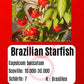 Brazilian Starfish DER TOMATENFLÜSTERER