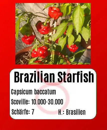 Brazilian Starfish DER TOMATENFLÜSTERER