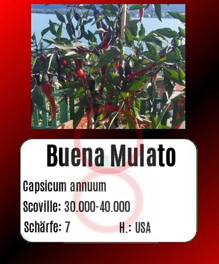 Buena Mulata DER TOMATENFLÜSTERER