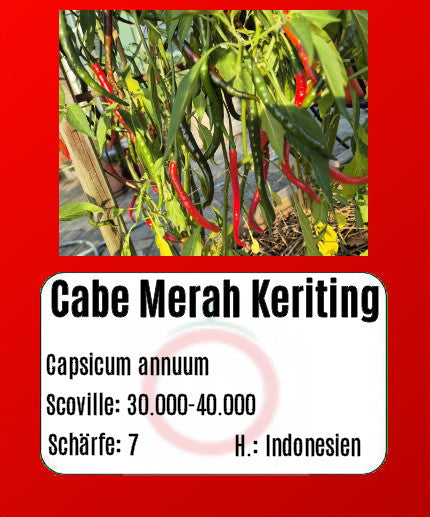 Cabe Merah Keriting DER TOMATENFLÜSTERER