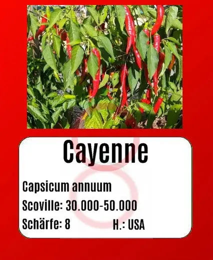 Cayenne DER TOMATENFLÜSTERER