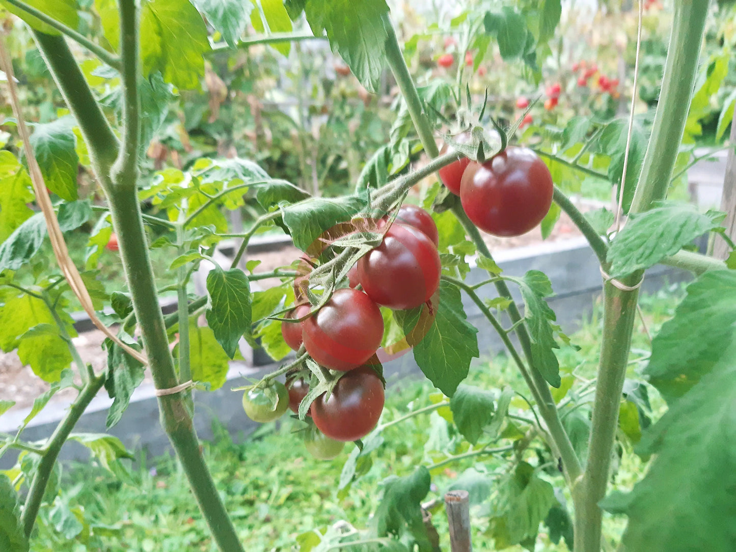 Cerise Noire du Layon DER TOMATENFLÜSTERER