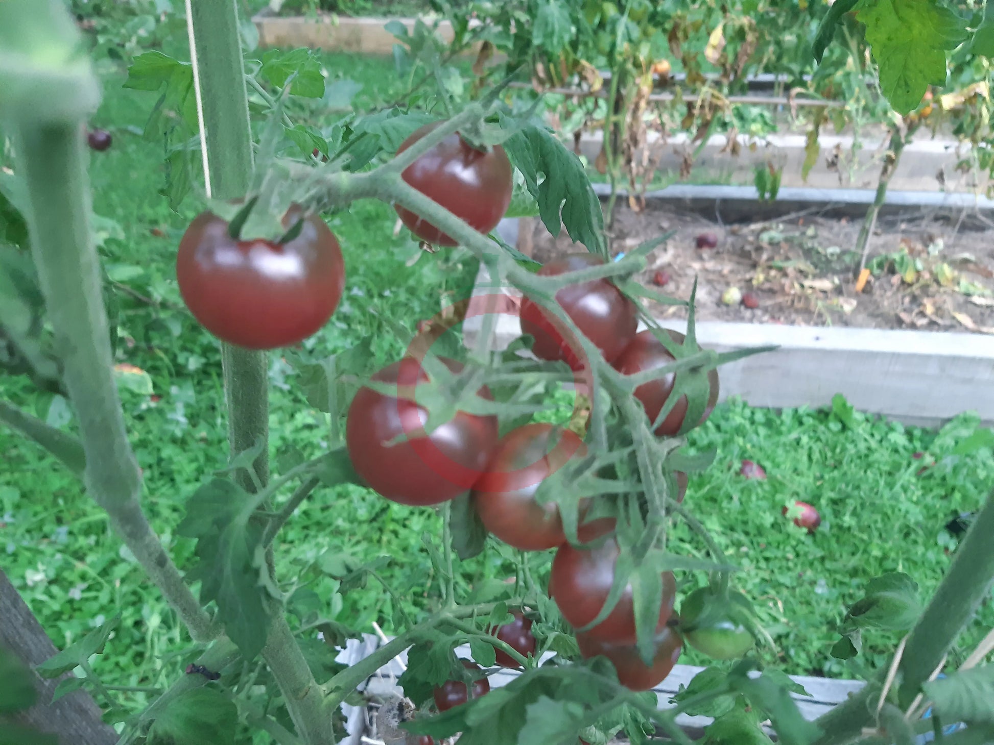 Cerise Noire du Layon DER TOMATENFLÜSTERER