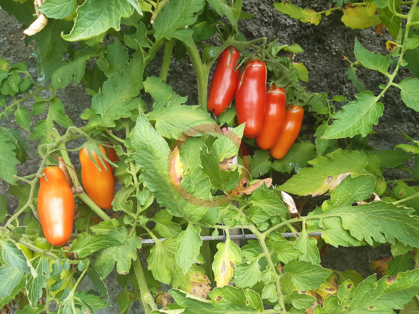 Cherevychky DER TOMATENFLÜSTERER