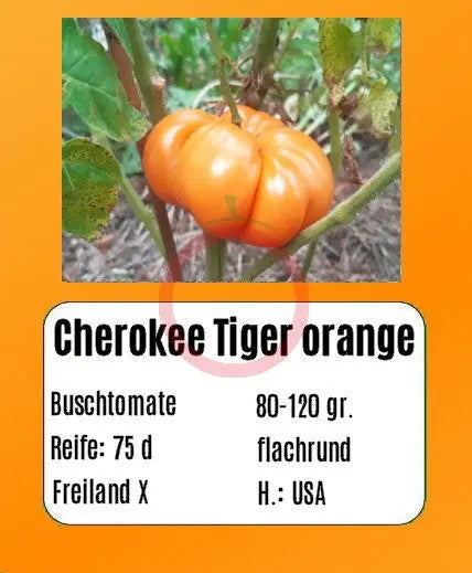 Cherokee Tiger orange DER TOMATENFLÜSTERER