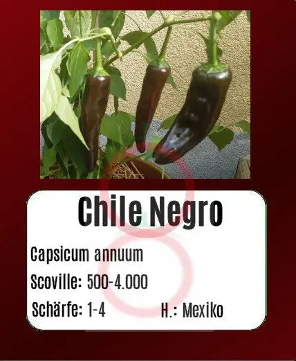 Chile Negro DER TOMATENFLÜSTERER