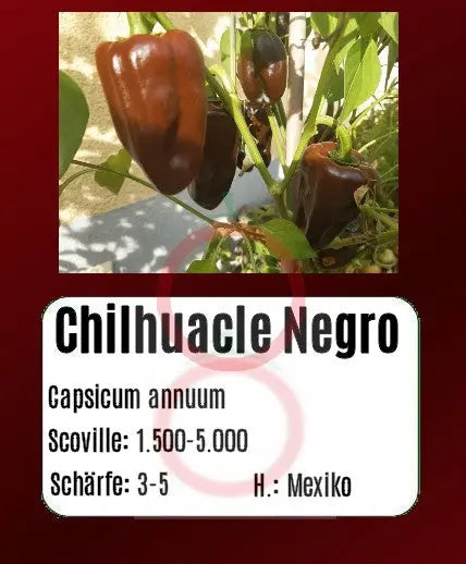 Chilhuacle Negro DER TOMATENFLÜSTERER