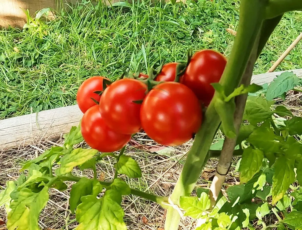 Cieligino d´Ischia DER TOMATENFLÜSTERER