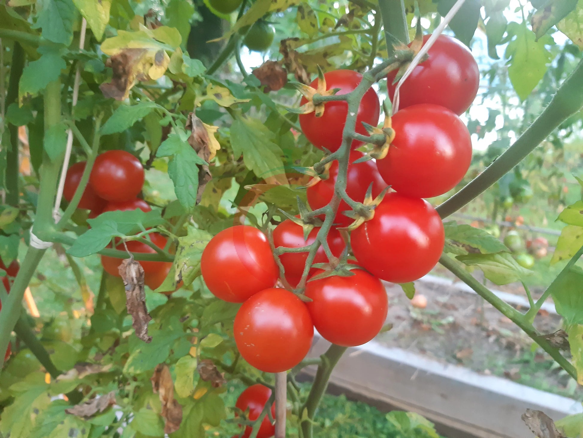 Cieligino d´Ischia DER TOMATENFLÜSTERER