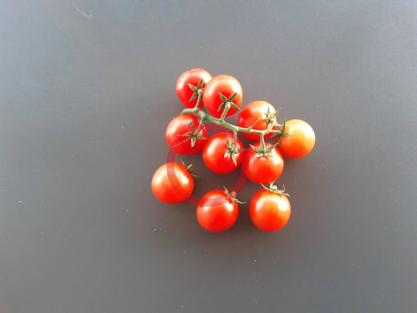 Cieligino d´Ischia DER TOMATENFLÜSTERER