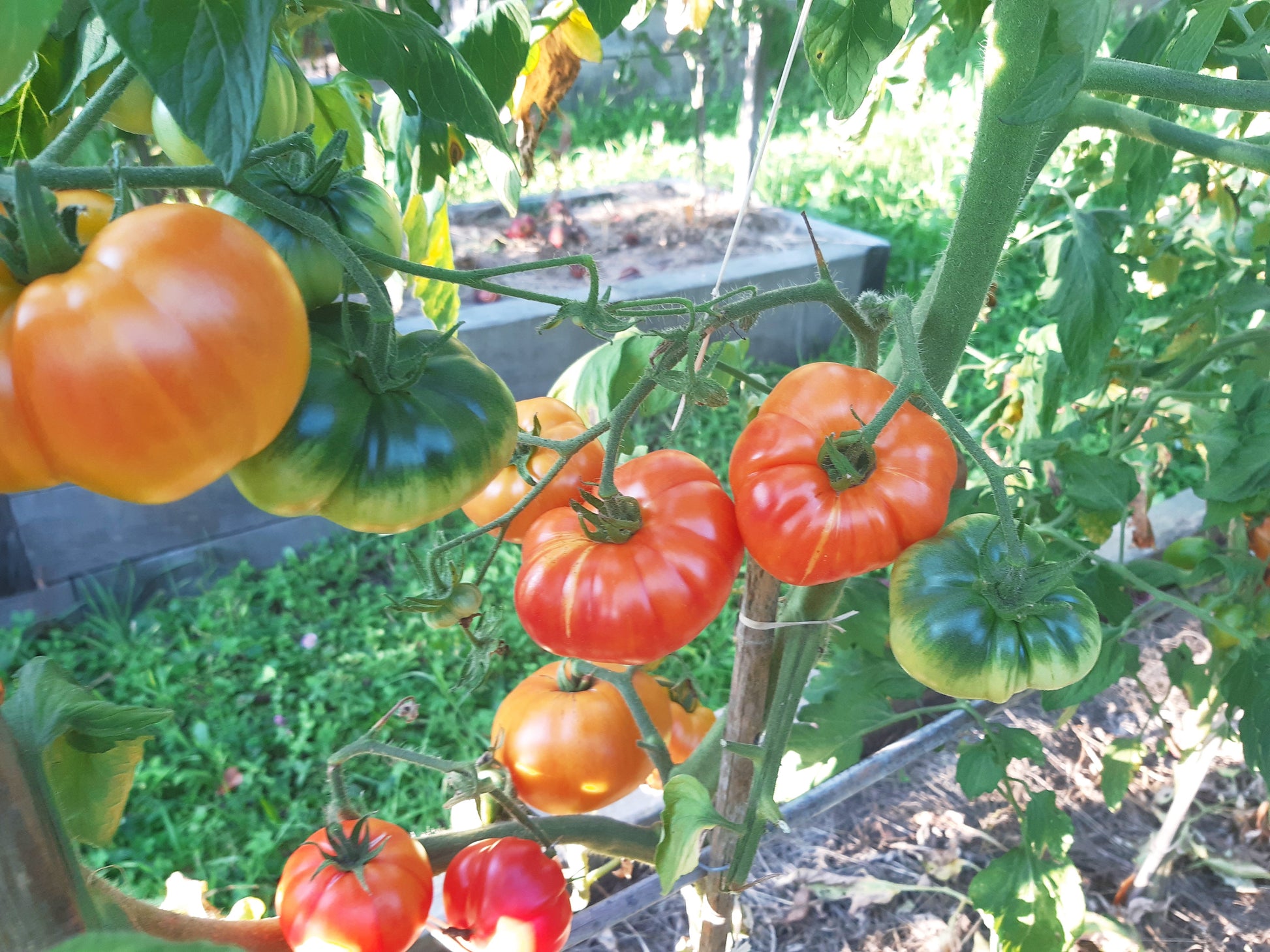 Coral Queen DER TOMATENFLÜSTERER