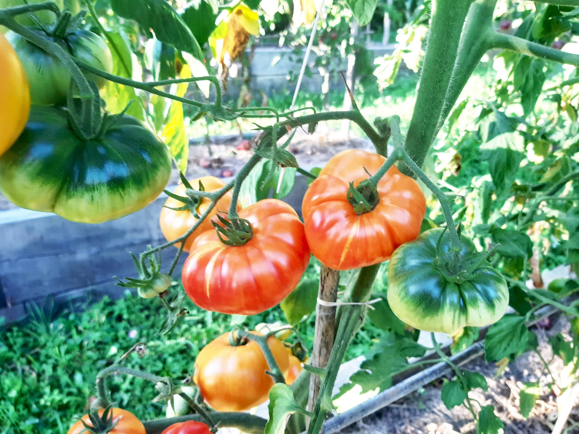 Coral Queen DER TOMATENFLÜSTERER