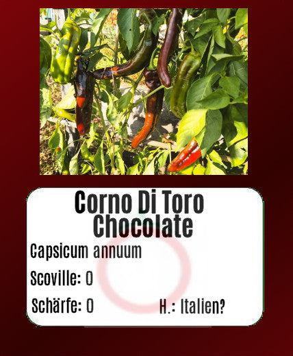 Corno Di Toro Chocolate DER TOMATENFLÜSTERER