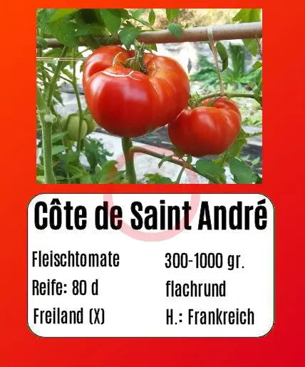 Côte de Saint André DER TOMATENFLÜSTERER