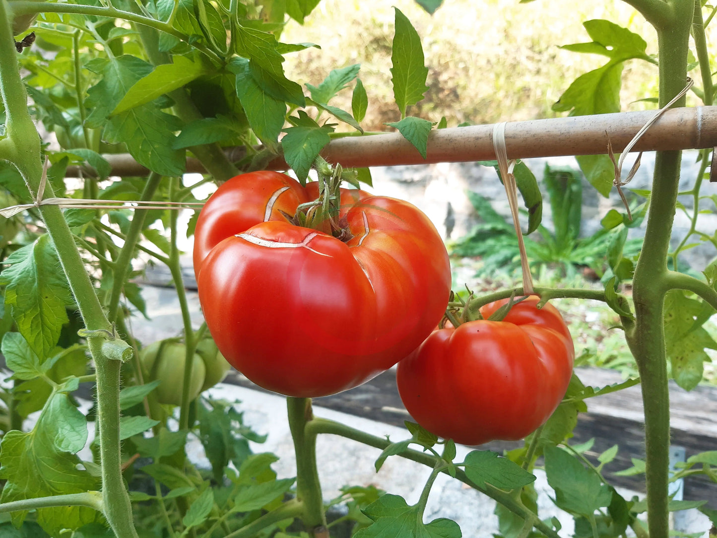 Côte de Saint André DER TOMATENFLÜSTERER