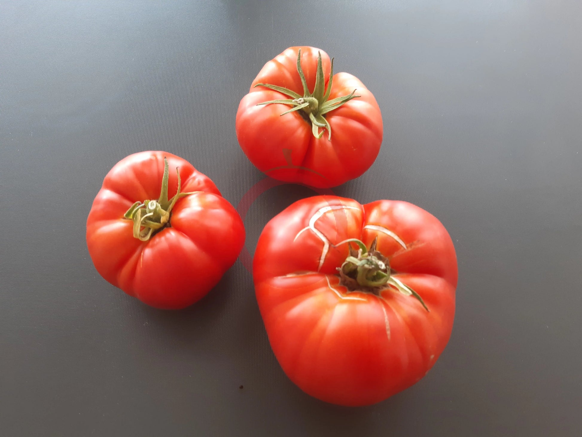 Côte de Saint André DER TOMATENFLÜSTERER