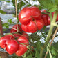 Crimson Bear DER TOMATENFLÜSTERER