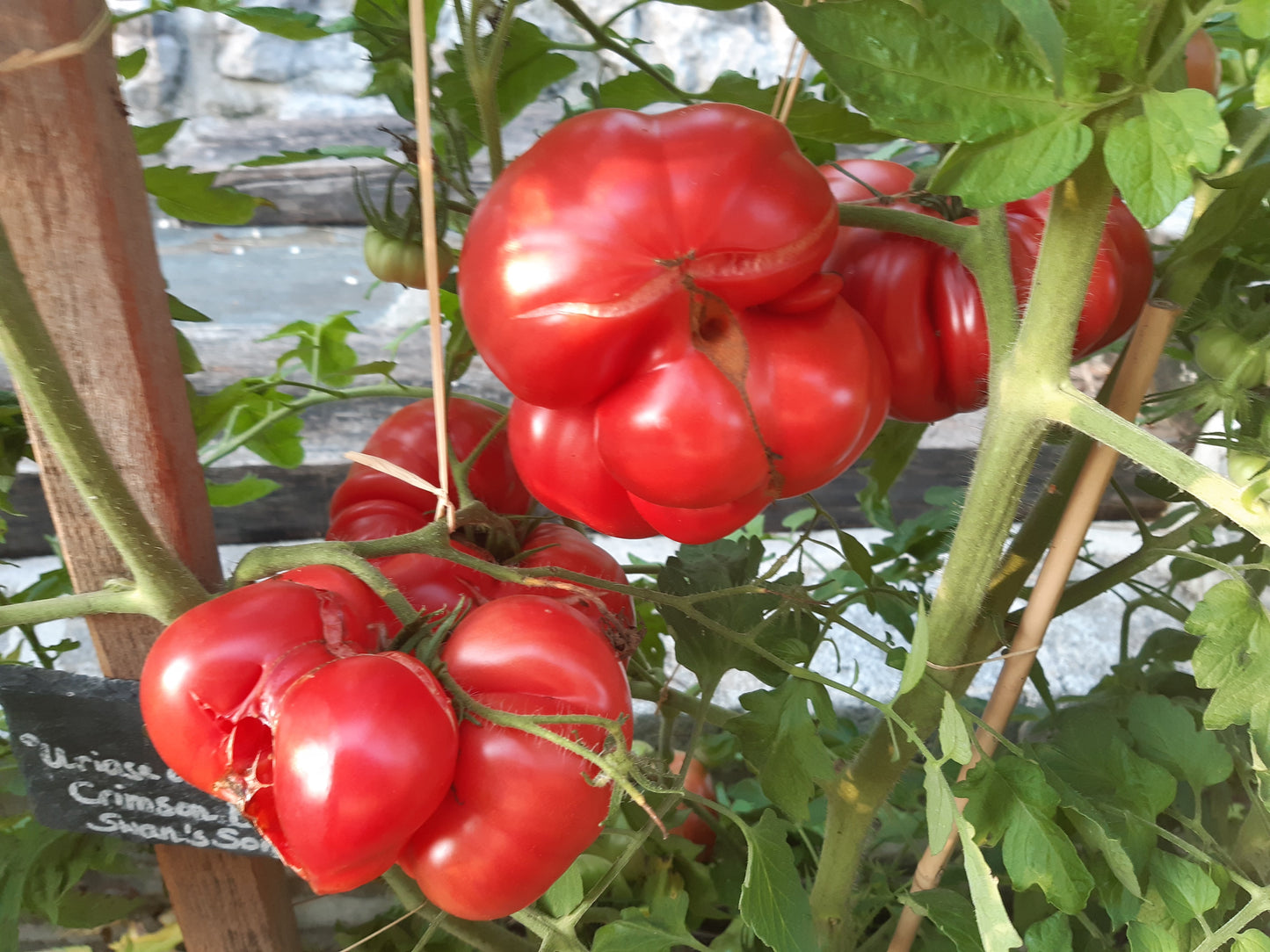 Crimson Bear DER TOMATENFLÜSTERER