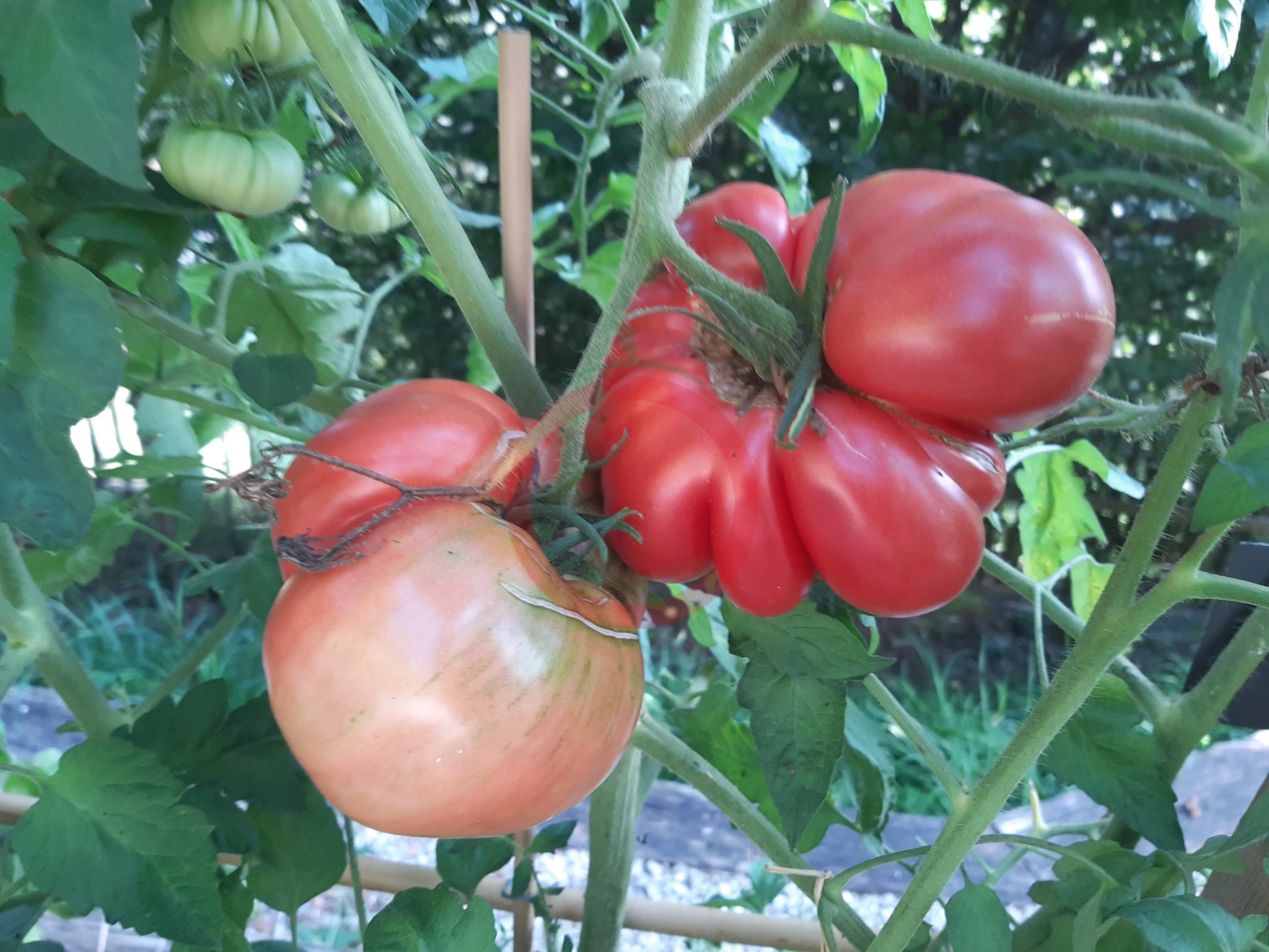 Crimson Bear DER TOMATENFLÜSTERER