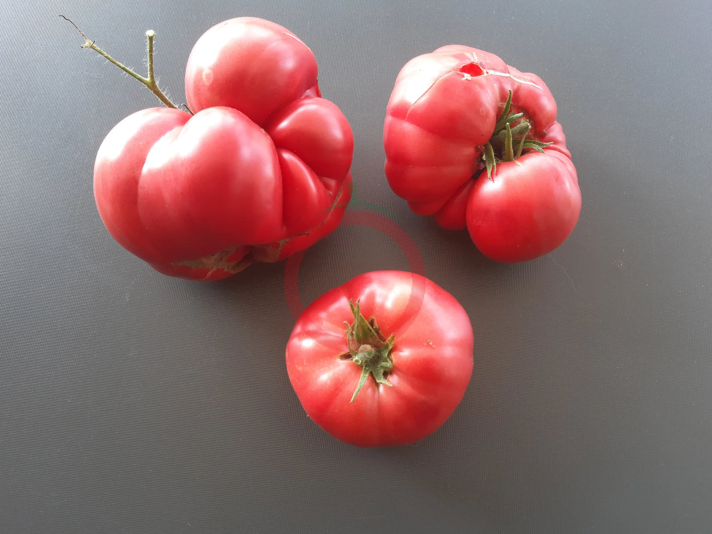 Crimson Bear DER TOMATENFLÜSTERER