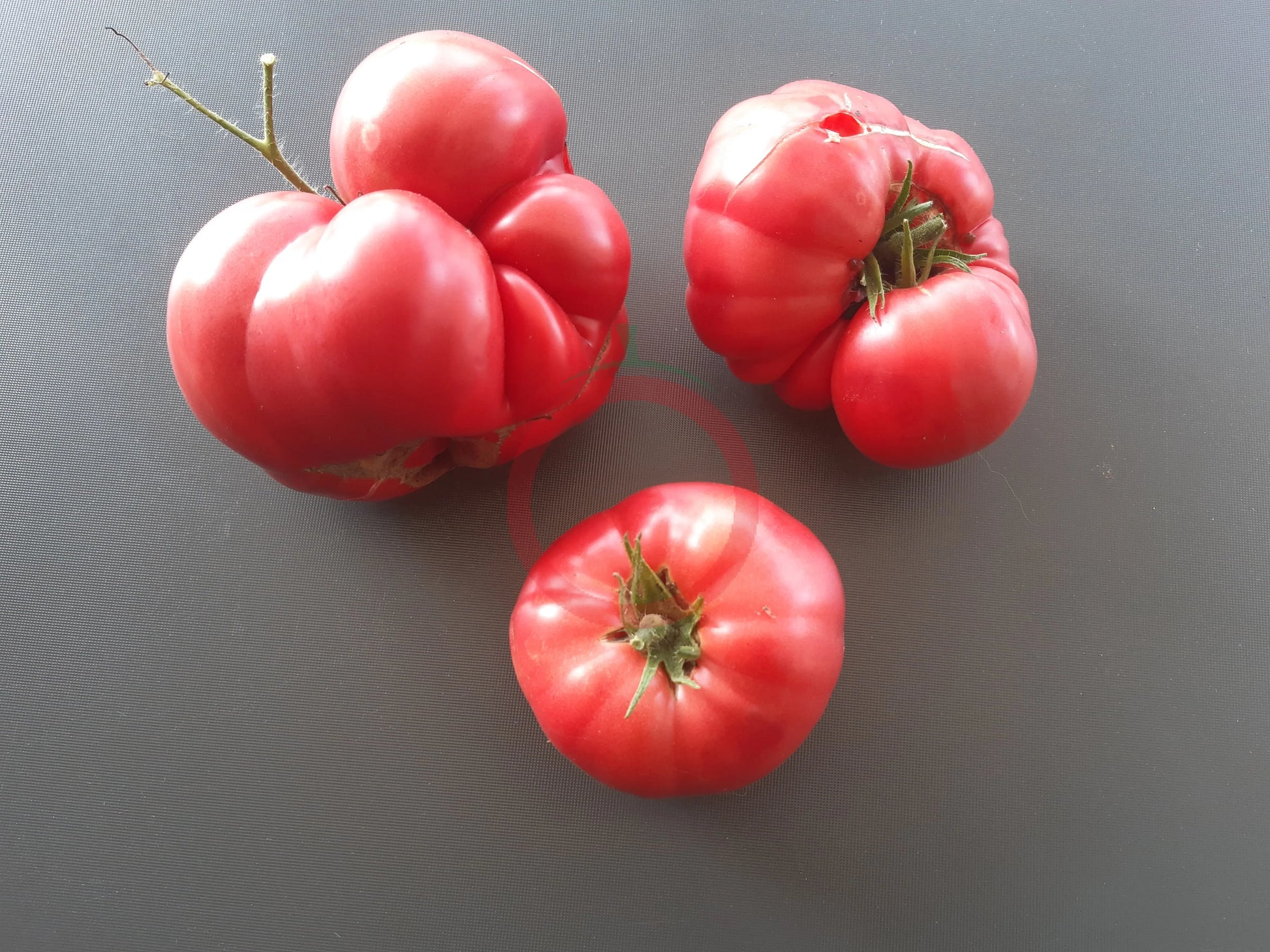 Crimson Bear DER TOMATENFLÜSTERER