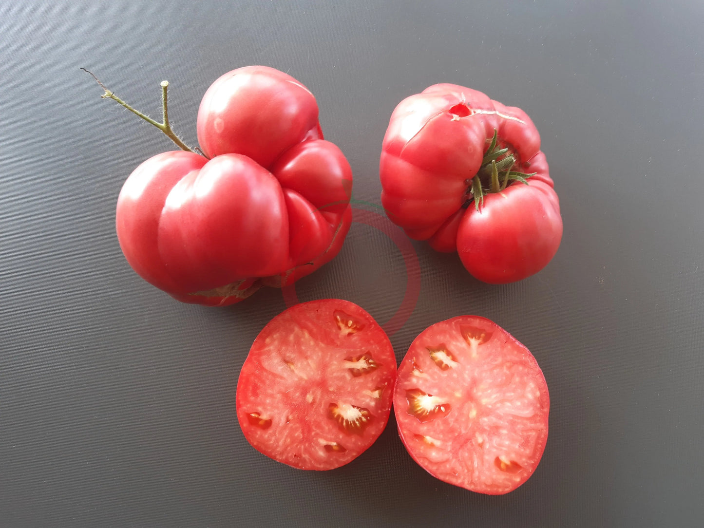 Crimson Bear DER TOMATENFLÜSTERER