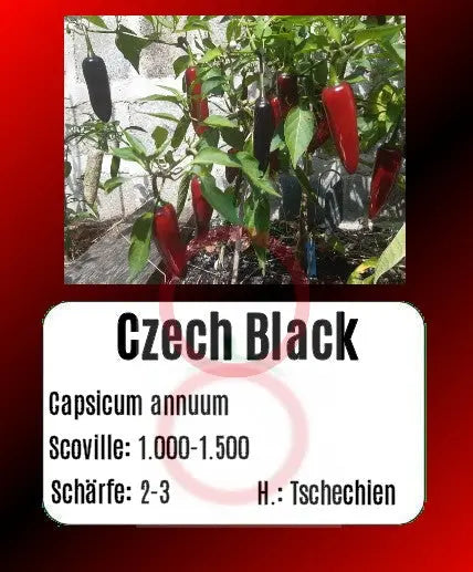 Czech Black DER TOMATENFLÜSTERER