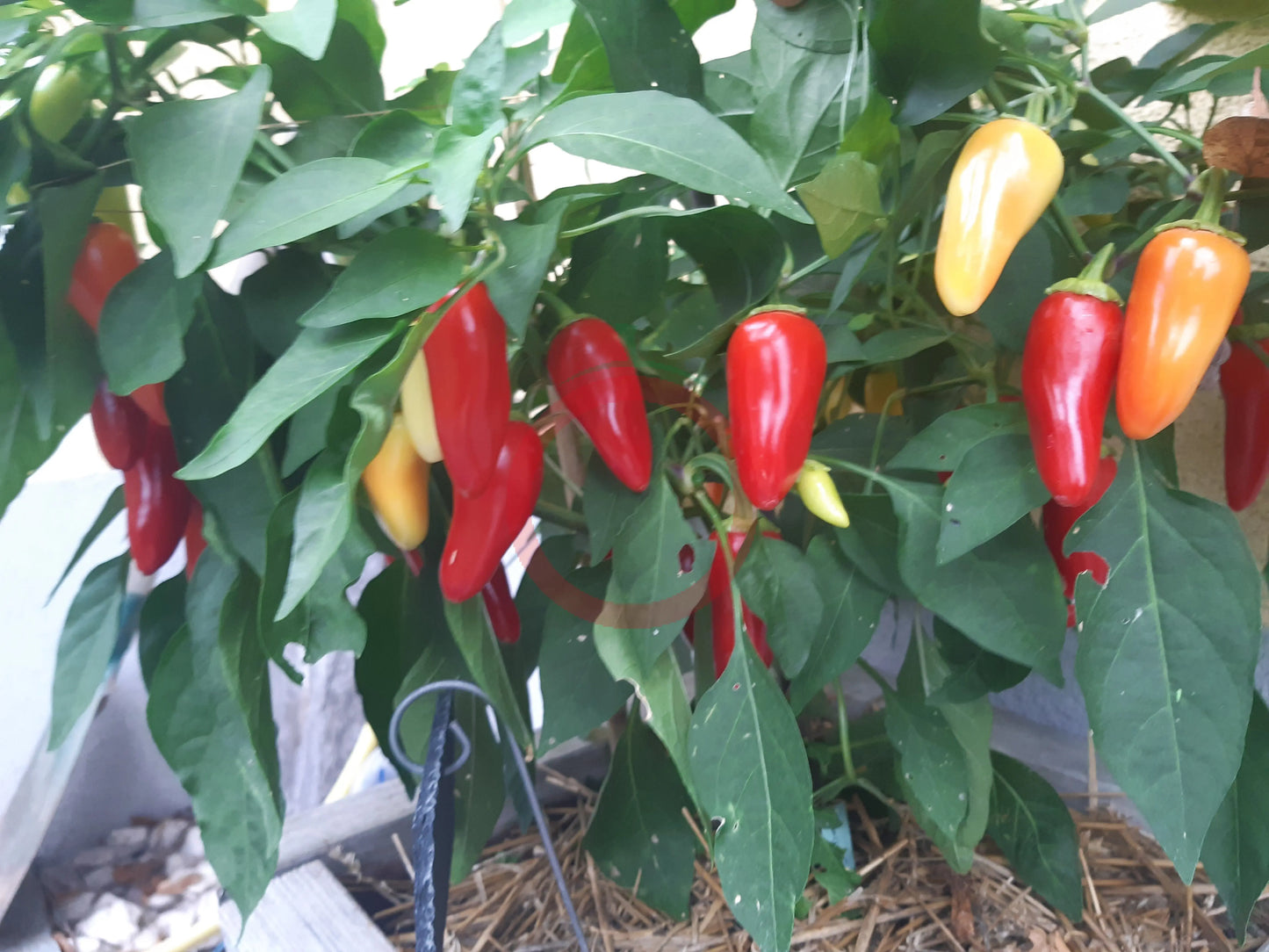 Dancing Spirits DER TOMATENFLÜSTERER