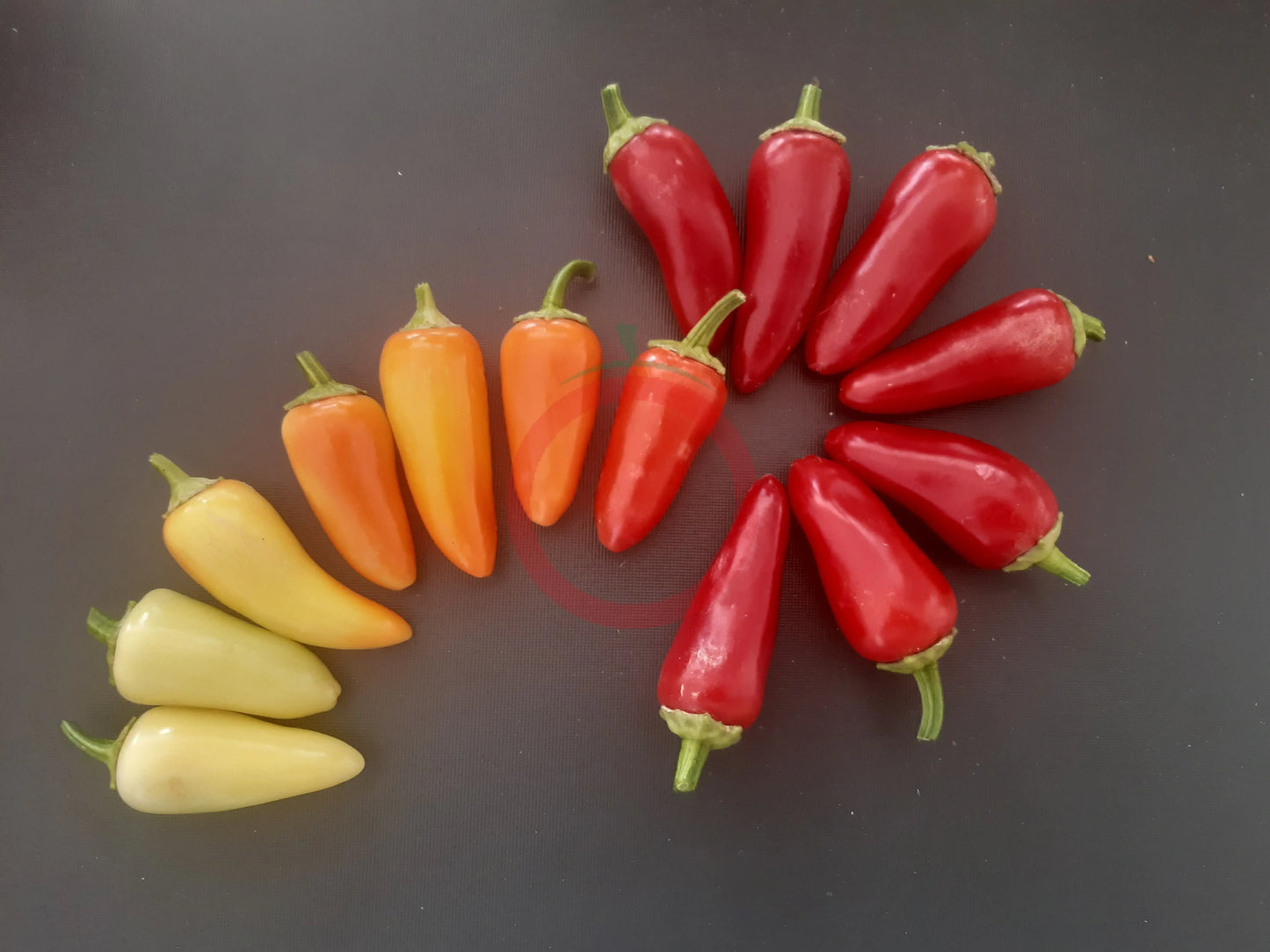 Dancing Spirits DER TOMATENFLÜSTERER