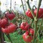 Depp´s Pink Firefly DER TOMATENFLÜSTERER